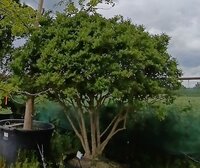 Ligustrum ovalifolium - Order online @ Tendercare