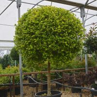 Ligustrum ovalifolium | Order online @ Tendercare