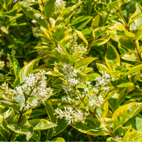 Ligustrum ovalifolium | Order online @ Tendercare