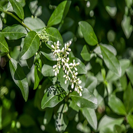 Ligustrum vulgare