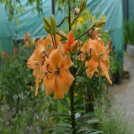 Lilium Pearl Stacey