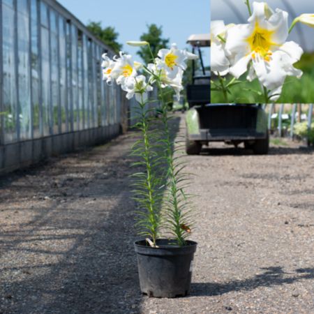 Lilium regale Album
