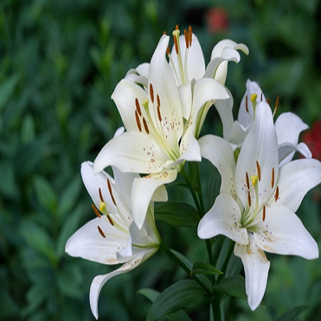 Lilium Roma