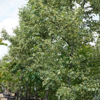 Liquidambar sty. Silver King - image 1