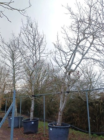 Liquidambar sty. Variegata - image 3