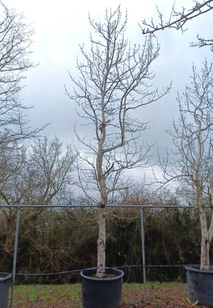 Liquidambar sty. Variegata - image 2