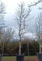 Liquidambar sty. Variegata - image 2