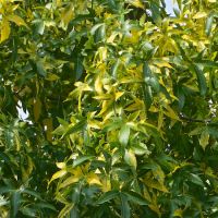 Liquidambar sty. Variegata - image 2