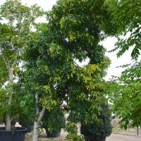 Liquidambar sty. Variegata - image 1