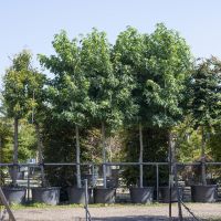 Liquidambar sty. Worplesdon