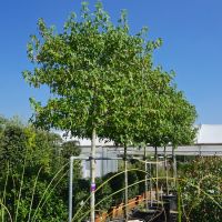 Liquidambar sty. Worplesdon