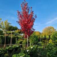Liquidambar sty. Worplesdon