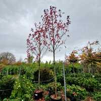 Liquidambar sty. Worplesdon - image 2