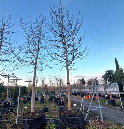 Liquidambar styraciflua