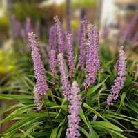 Liriope mus. Moneymaker