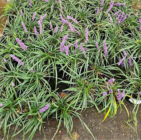 Liriope mus. Moneymaker