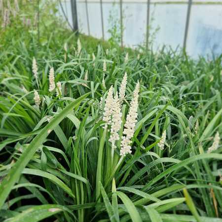 Liriope mus. Monroe White
