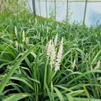 Liriope mus. Monroe White