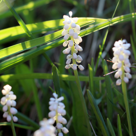 Liriope muscari monroe white | Tendercare