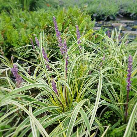 Liriope mus. Variegata