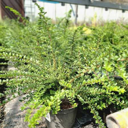 Lonicera nitida Maygrun