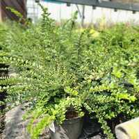 Lonicera nitida Maygrun