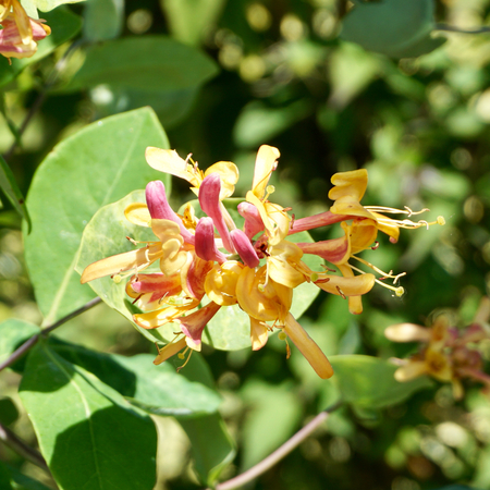 Lonicera x heckrottii Gold Flame - image 2