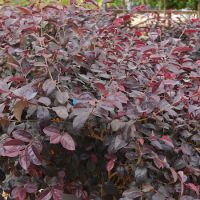 loropetalum chinense black pearl | Order online @ Tendercare