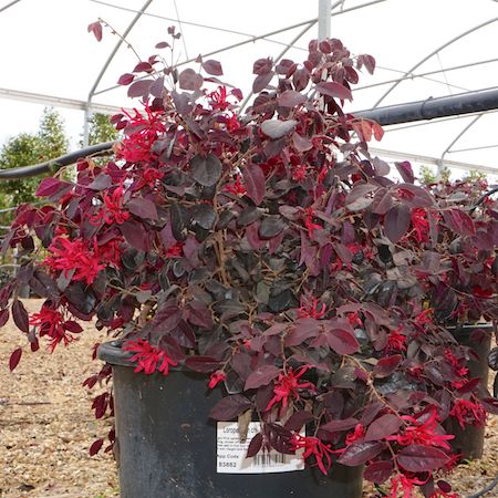loropetalum chinense black pearl | Order online @ Tendercare