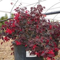 loropetalum chinense black pearl | Order online @ Tendercare
