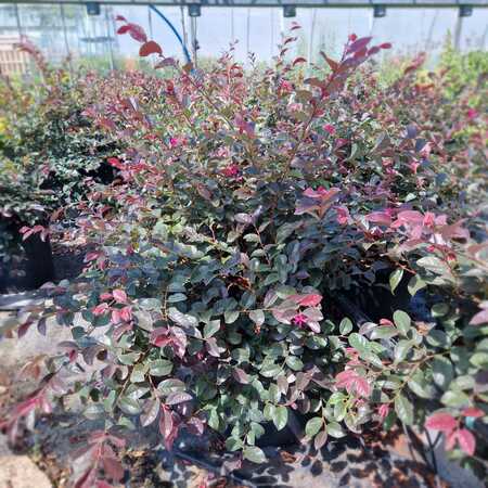 loropetalum chinense black pearl | Order online @ Tendercare
