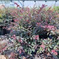 loropetalum chinense black pearl | Order online @ Tendercare