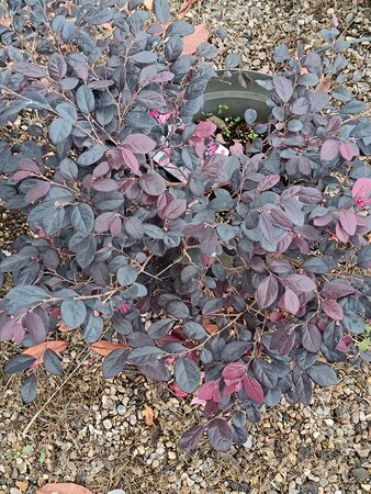 Loropetalum chi. Black Pearl