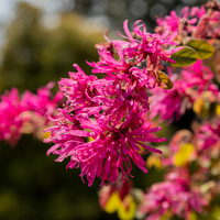 Loropetalum chi. Black Pearl