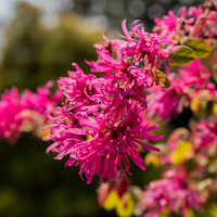 loropetalum chinense black pearl | Order online @ Tendercare