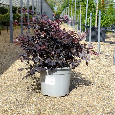 Loropetalum chinense