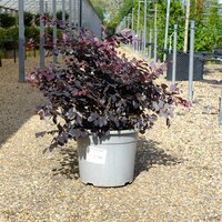 Loropetalum chinense