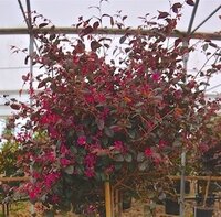 Loropetalum chinense