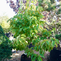 Magnolia acuminata Blue Opal