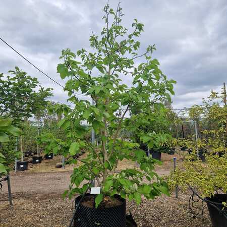 Magnolia acuminata Blue Opal - image 2