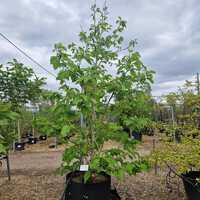 Magnolia acuminata Blue Opal - image 2