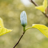 Magnolia acuminata Blue Opal - image 2