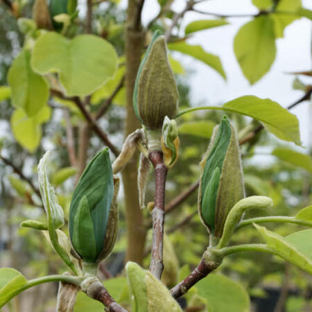 Magnolia acuminata Blue Opal