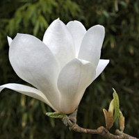 Magnolia denudata Double Diamond | Order @ Tendercare