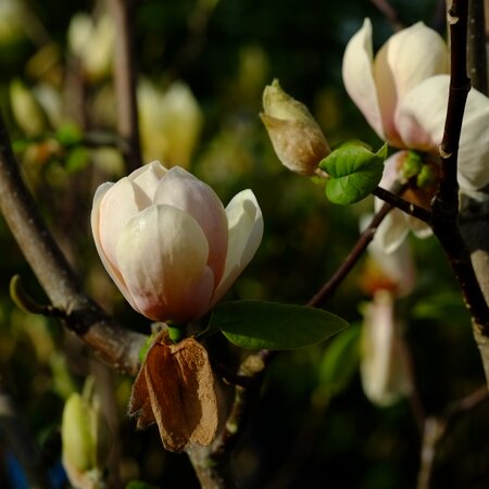 Magnolia den. Honey Tulip - image 1