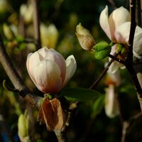 Magnolia den. Honey Tulip - image 1