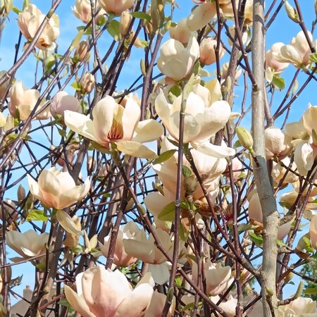 Magnolia den. Honey Tulip - image 1