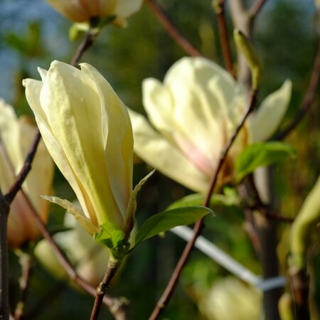 Magnolia den. Yellow River - image 1