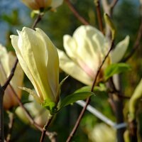Magnolia den. Yellow River - image 1