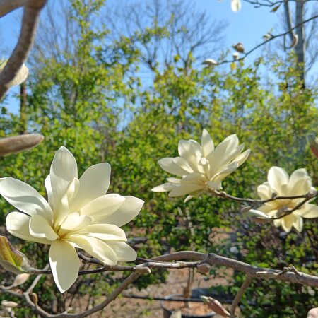 Magnolia den. Yellow River - image 1